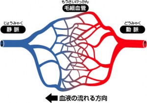 保泉の美容ブログ 毛細血管編 フィット鍼灸整骨院 国立 聖蹟桜ヶ丘 こどもの国 国領 分倍河原